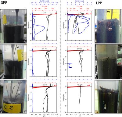 Biogeochemical impacts of fish farming on coastal sediments: Insights into the functional role of cable bacteria